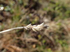 Oreochloa disticha