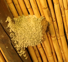 Cecropis cucullata
