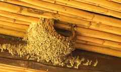 Cecropis cucullata