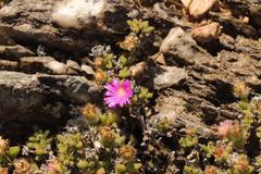 Trichodiadema hallii