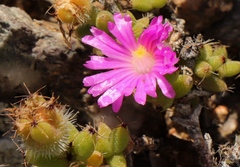 Trichodiadema hallii