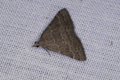 Dichromodes indicataria