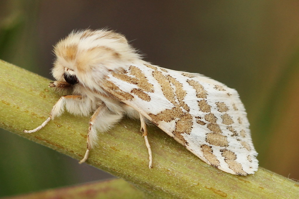 Lacydes spectabilis