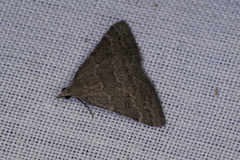 Dichromodes indicataria