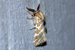 Lacydes spectabilis
