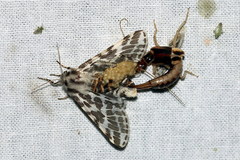 Lacydes spectabilis