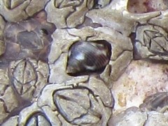Littoraria articulata image