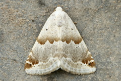Eublemma amoena