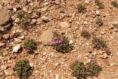 Trichodiadema hallii