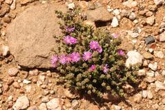 Trichodiadema hallii