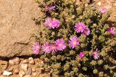 Trichodiadema hallii