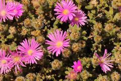 Trichodiadema hallii