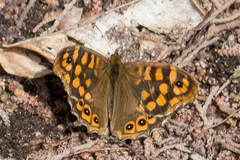 Pararge aegeria