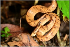 Atayal Slug-Eating Snake photo 3