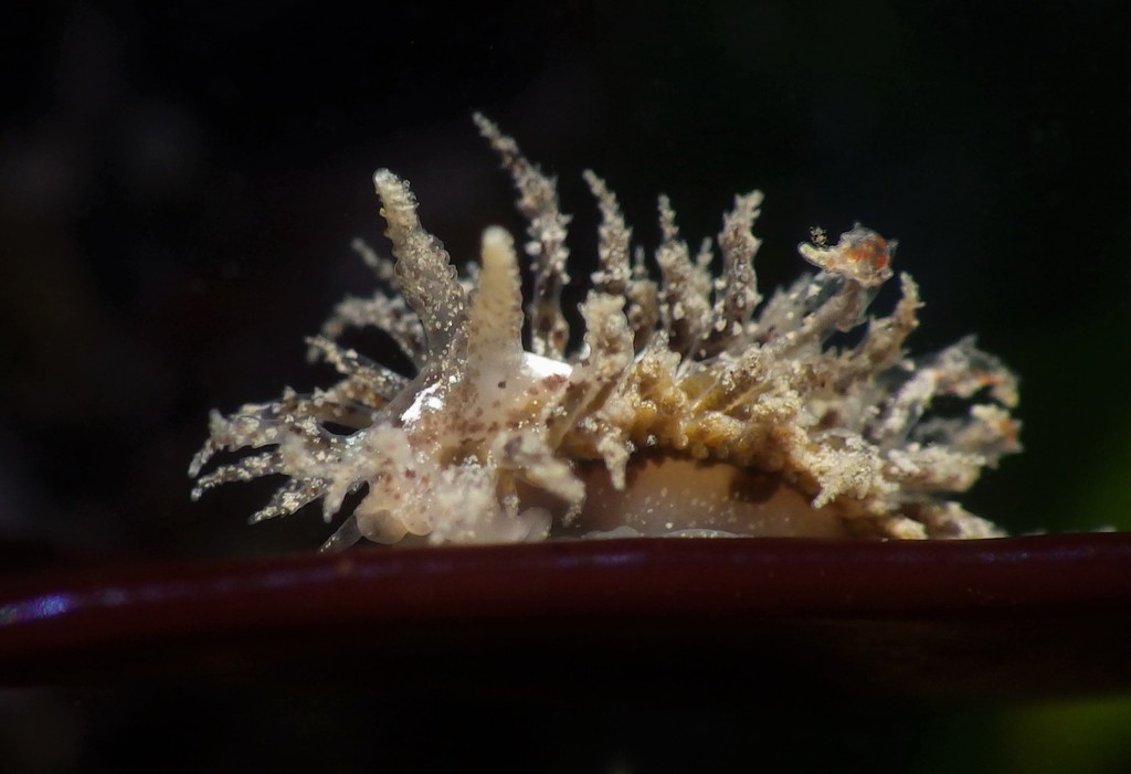 Annulated Nudibranch