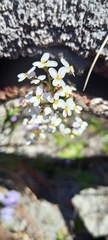 Stylidium piliferum