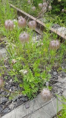 Pulsatilla dahurica