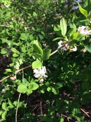 Lonicera