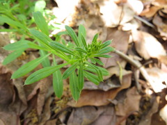 Galium aparine