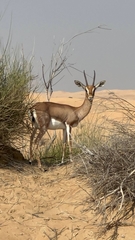 Gazella arabica
