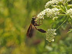 Mischocyttarus drewseni