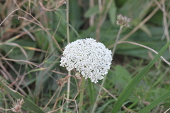 Daucus carota gummifer