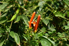 Pyrostegia venusta