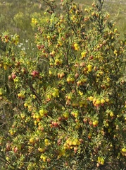 Hermannia salviifolia