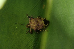 Eocanthecona concinna