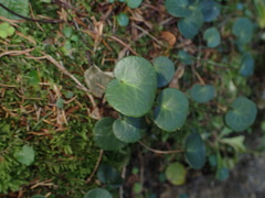 Soldanella carpatica