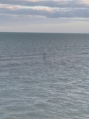 Megalops atlanticus