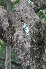 Pterocarpus indicus
