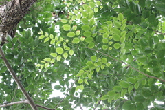 Pterocarpus indicus