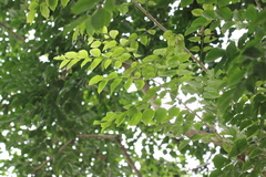 Pterocarpus indicus