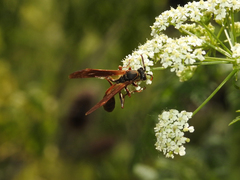 Mischocyttarus drewseni