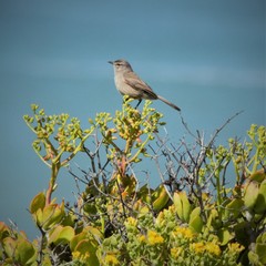 Cercotrichas coryphoeus cinerea