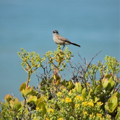 Cercotrichas coryphoeus cinerea