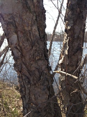 Betula nigra