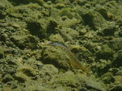 Stiphodon