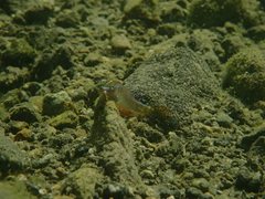 Stiphodon