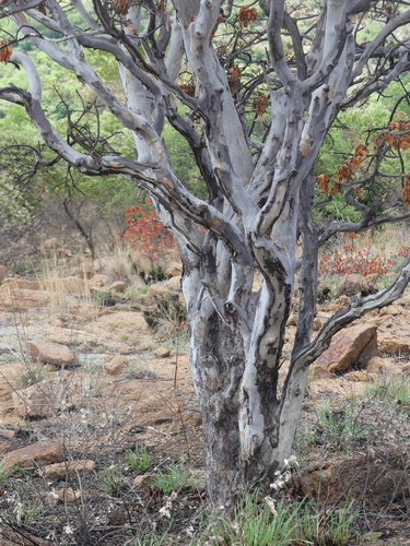 Image of Ochna pulchra by no rights reserved