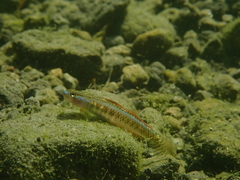 Stiphodon