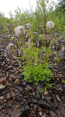 Pulsatilla dahurica