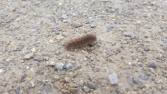 Phragmatobia fuliginosa