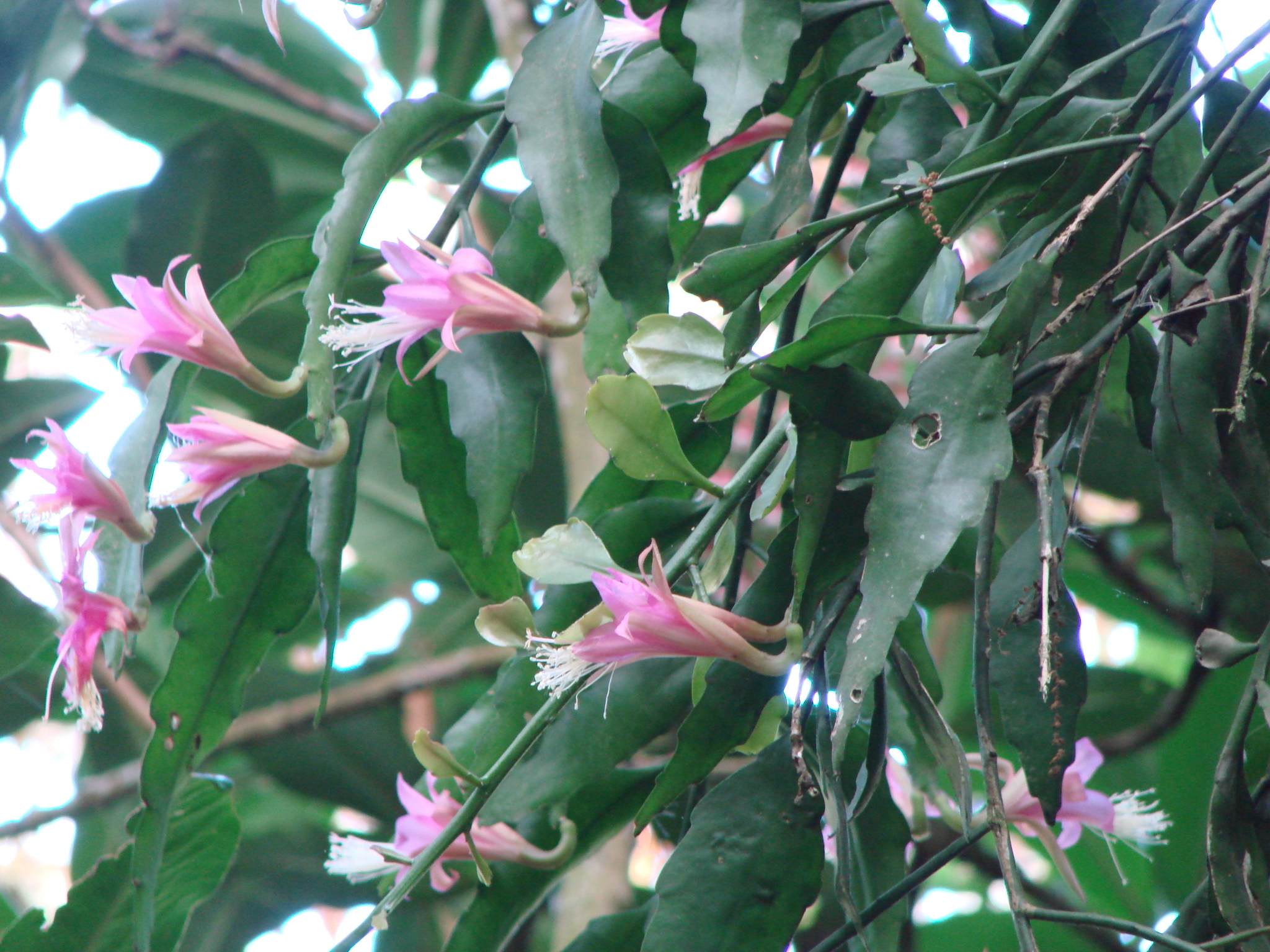 Disocactus biformis