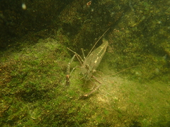 Macrobrachium lar