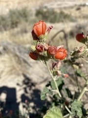 Sphaeralcea munroana