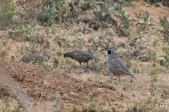 Callipepla californica