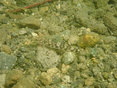 Rhinogobius gigas