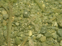 Rhinogobius gigas